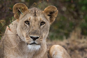 Lioness head shot with green foliage background taken in the Masai Mara Kenya.