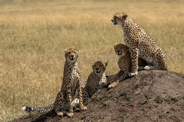 Cheetah mother and three cubs sitting on termite mound watching for prey. Taken in the Masai Mara Kenya.