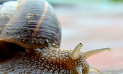  garden snail , edible snail, escargot
