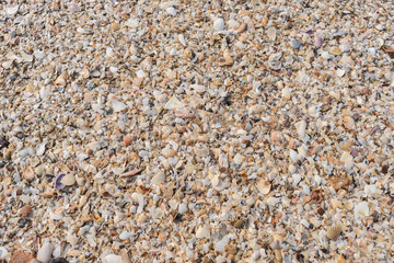 Background of seashells