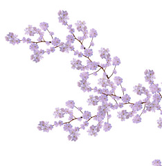 White apple flowers branch