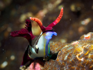 Underwater close up of colorful sea slug on rock