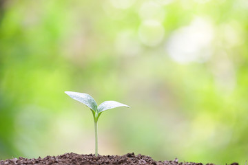 Growing plant