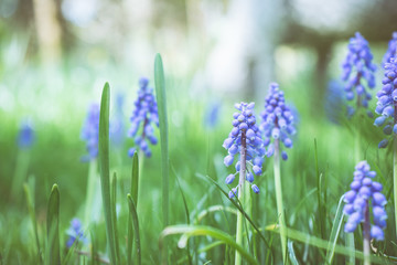 Obraz premium ムスカリの花