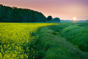 Sun rises over rape field. May landscape. Masuria, Poland.