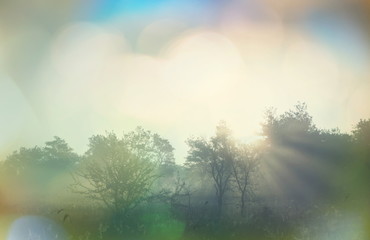 Fototapeta na wymiar Fog on meadow
