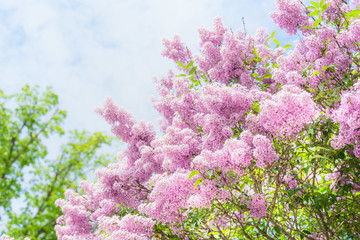 Lovely Lilac blooming over sky background. Outdoor nature background with  Lilac blossom in garden or park