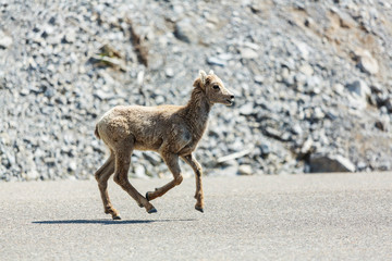 Fototapeta premium Goat in Canada