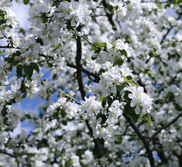 Blossoming apple branch in early spring