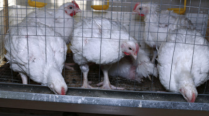 Few chickens eating combined feed in the cage © kingan