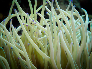 Close-Up Of Soft Coral