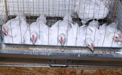 Few chickens eating combined feed in the cage © kingan
