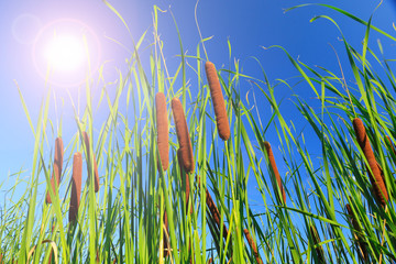 Cattails and Reeds