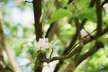 apple light pink flowers in bloom, shallow focus