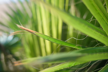 Closeup of tropical plant leaves, green background 