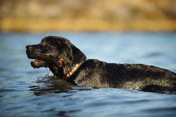Black Labrador Retriever swimming in blue water carrying a stick 