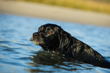 Black Labrador Retriever swimming in blue water looking back