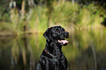 Black Labrador Retriever in front of pond with reflections