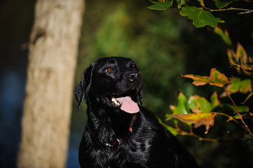 Obraz premium Black Labrador Retriever standing by pond with trees