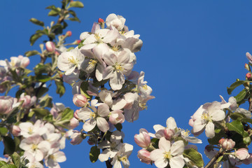 the flowers