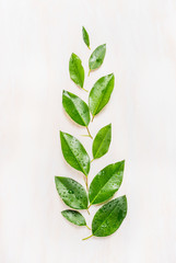 Fine green leaves  arranged in branch with water drops on white wooden background, top view.  Ecology, organic or nature concept