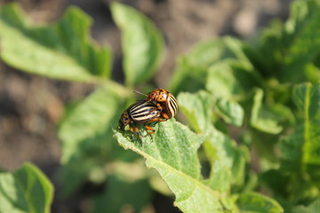 Colorado Potato Beetle (Leptinotarsa decemlineata) 