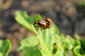 Colorado Potato Beetle (Leptinotarsa decemlineata) 