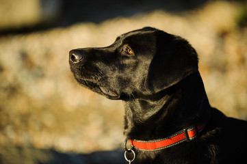Black Labrador Retriever against earth toned rocks wearing red collar