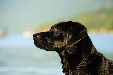 Black Lab head shot against blue water and hills