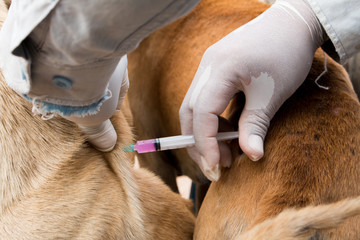 veterinary surgeon is giving the vaccine to the dog