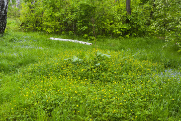 цветы в весеннем лесу