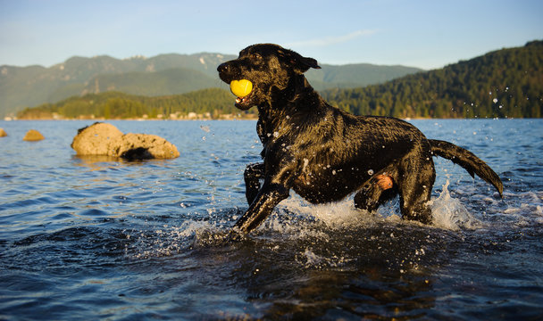 Black Labrador Retriever dog running through shallow water fetching a yellow tennis ball