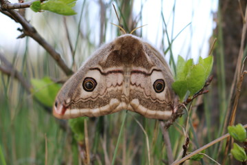 Emperor Moth