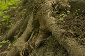Fototapeta premium Old big tree roots on ground