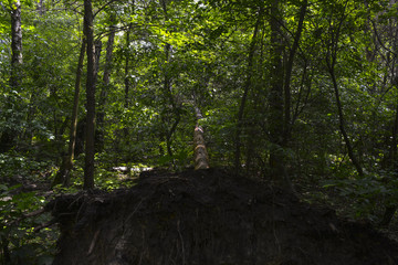 упавшее с корнем дерево