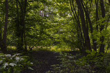 весенний лес в солнечный день