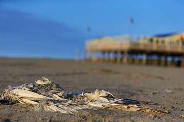 Great Cormorant/dead cormorant lying on a beach in the Netherlands