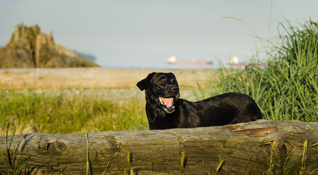 Black Labrador Retriever at West Vancouver dog park and beach with driftwood