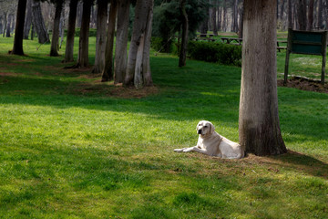 Obraz premium Big White Dog