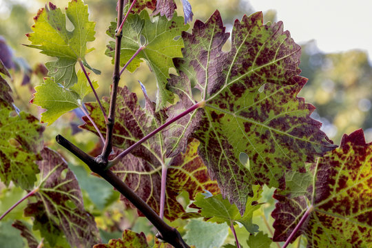 Viti in autunno