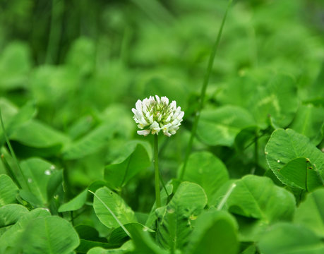 White clover flower in green clover leaves meadow