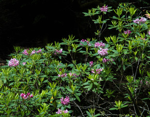 Pink blooms of wild rhododendrons in the Oregon Cascade Mountains