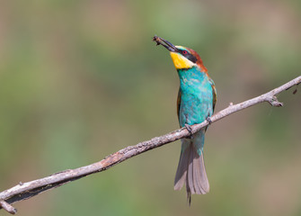 European bee-eater (Merops apiaster)