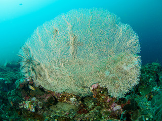 Underwater Fan Coral