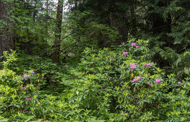 Fototapeta premium Old growth forest in the Oregon Cascade Mountains with pink blooms of wild rhododendrons