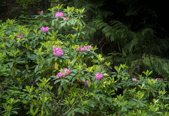 Pink blooms of wild rhododendrons in the Oregon Cascade Mountains