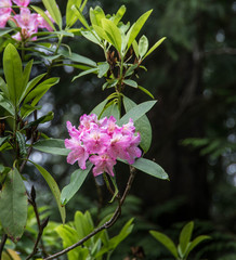 Pink blooms of wild rhododendrons in the Oregon Cascade Mountains