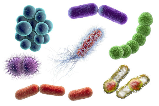 Microbes isolated on white background, 3D illustration. Bacteria of different shapes. Staphylococci, Streptococci, Neisseria, Clostridium, rod-shaped, Escherichia coli, Klebsiella