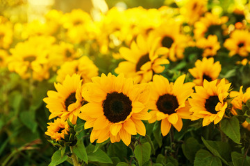 Blooming Sunflowers, California