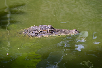 Crocodile in water. Close up